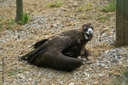 Aegypius monachus in the zoo