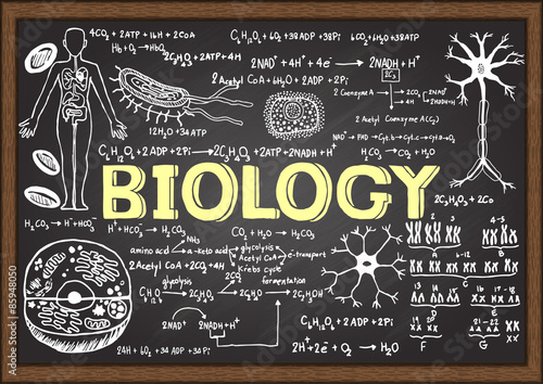 Fotótapéta Hand drawn biology on chalkboard.