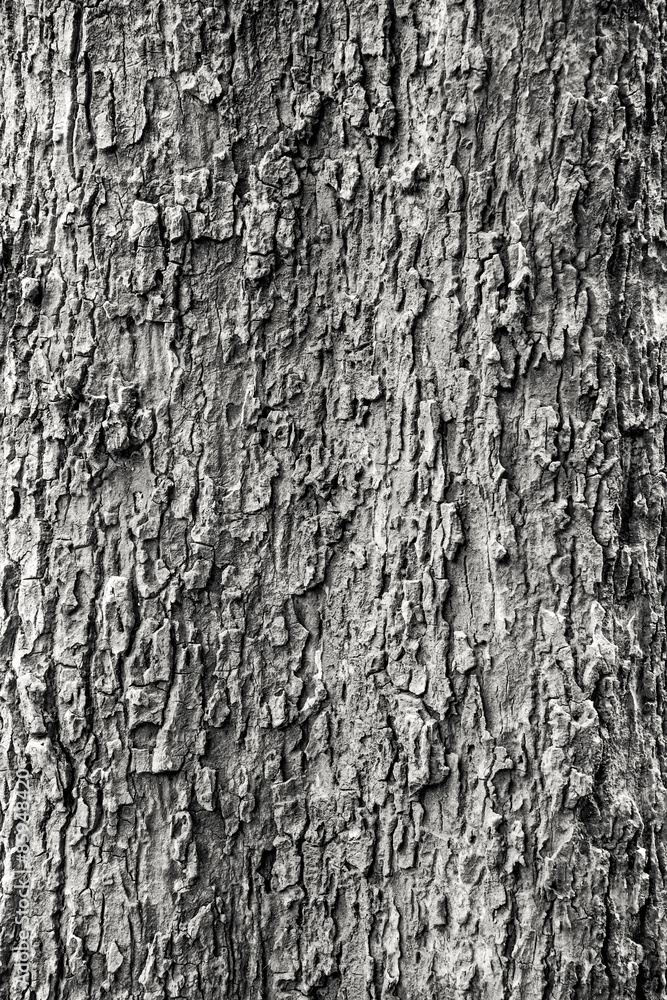 Obraz premium black and white wood