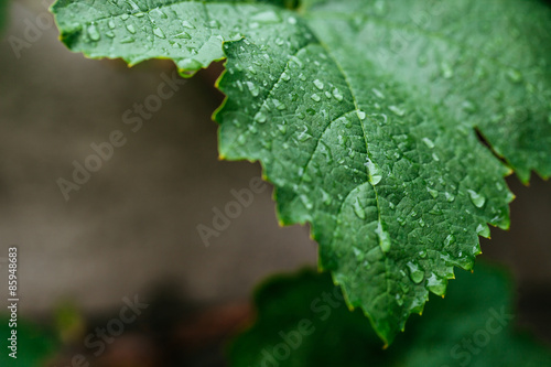 closeup of raindrops on grape leaves