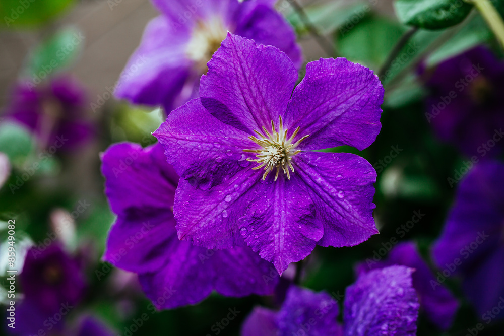 Beautiful, large purple clematis flower in the garden Beautiful, large purple clematis flower in the garden