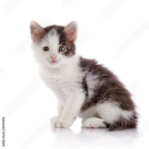Little spotty kitten. © Azaliya (Elya Vatel)