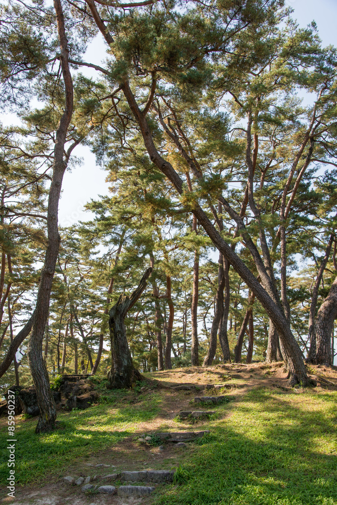 trail in a pine forest with sunlight trail in a pine forest with sunlight