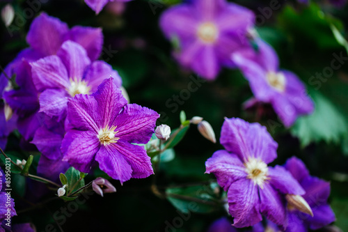 Beautiful, large purple clematis flower in the garden