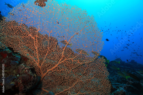 Gorgonian Fan Coral (Anella Mollis, aka Giant Fan Coral) against Blue Water, South Ari Atoll, Maldives
