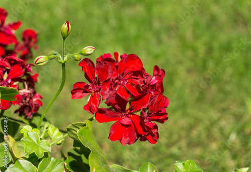 Fototapeta Naklejka Na Ścianę i Meble -  Красная герань