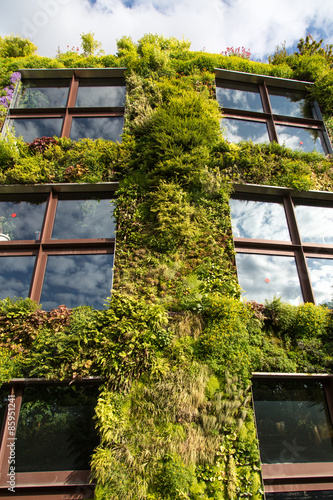 Pared verde. Textura de la vegetación que trepa en edificio. París.
