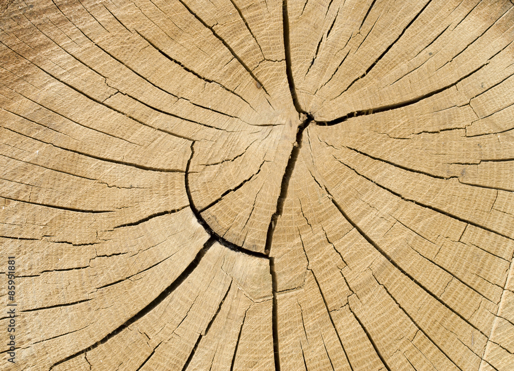Fototapeta premium Cut tree cracked rings closeup