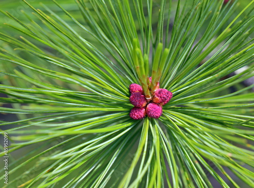 Blossoming of a cedar