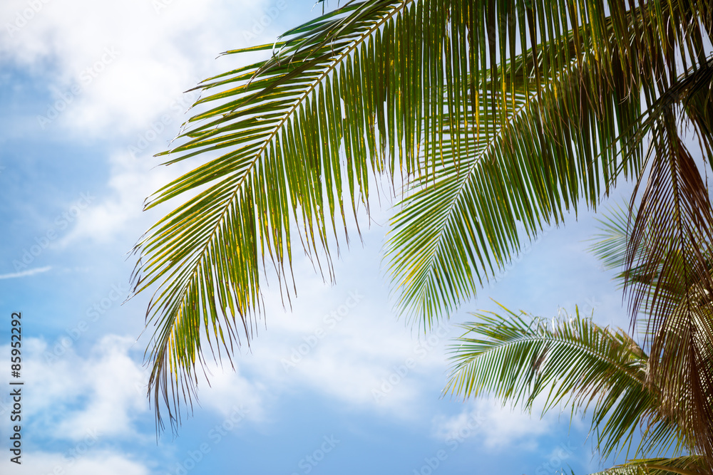 Palm leaves on  blue sky