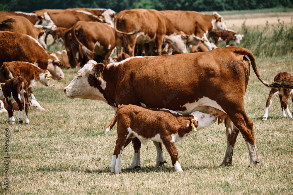 Calf suckle cow's udder Calf suckle cow's udder