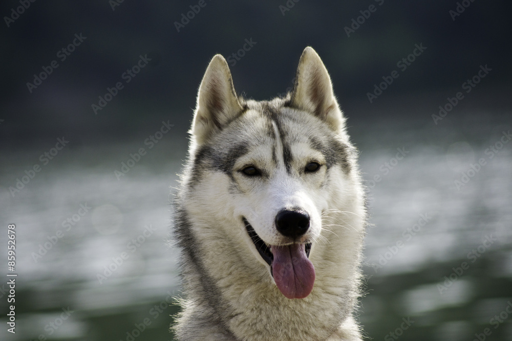 Huskies summer Huskies summer