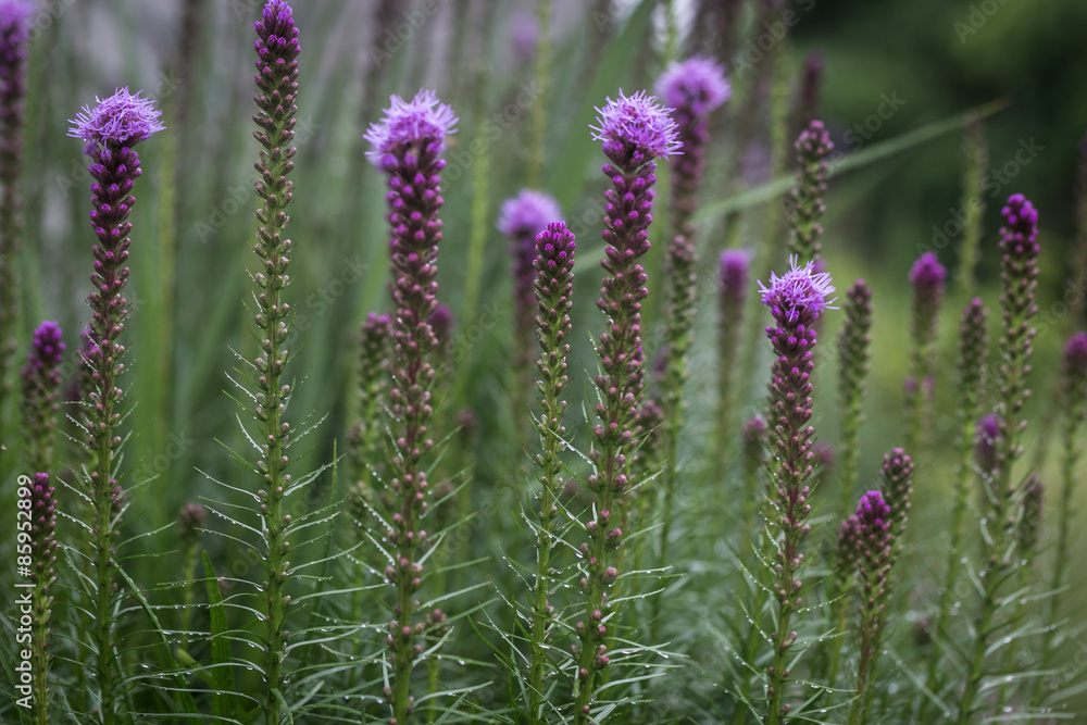 Blazing Star flowers in garden Blazing Star flowers in garden