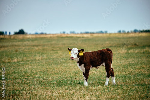 Calf on pasture photo