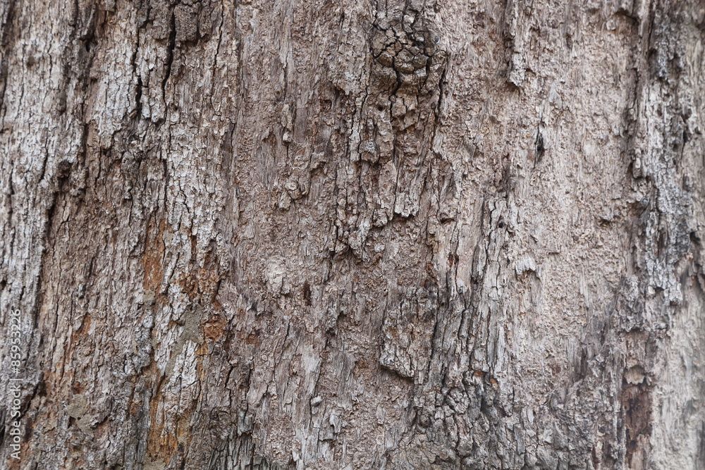 tree bark texture tree bark texture