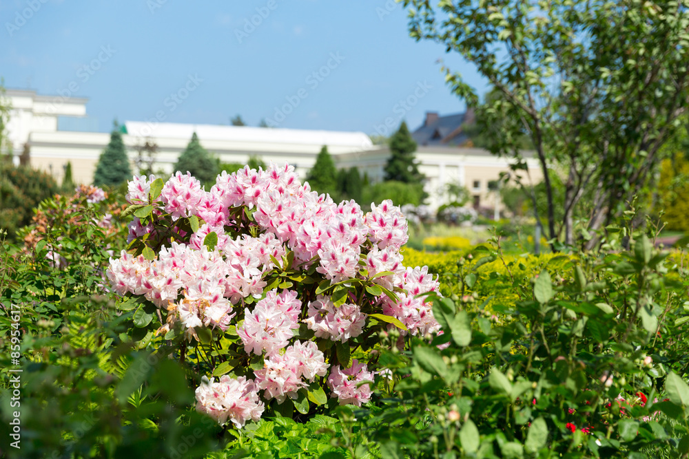 Beautiful flowers Beautiful flowers