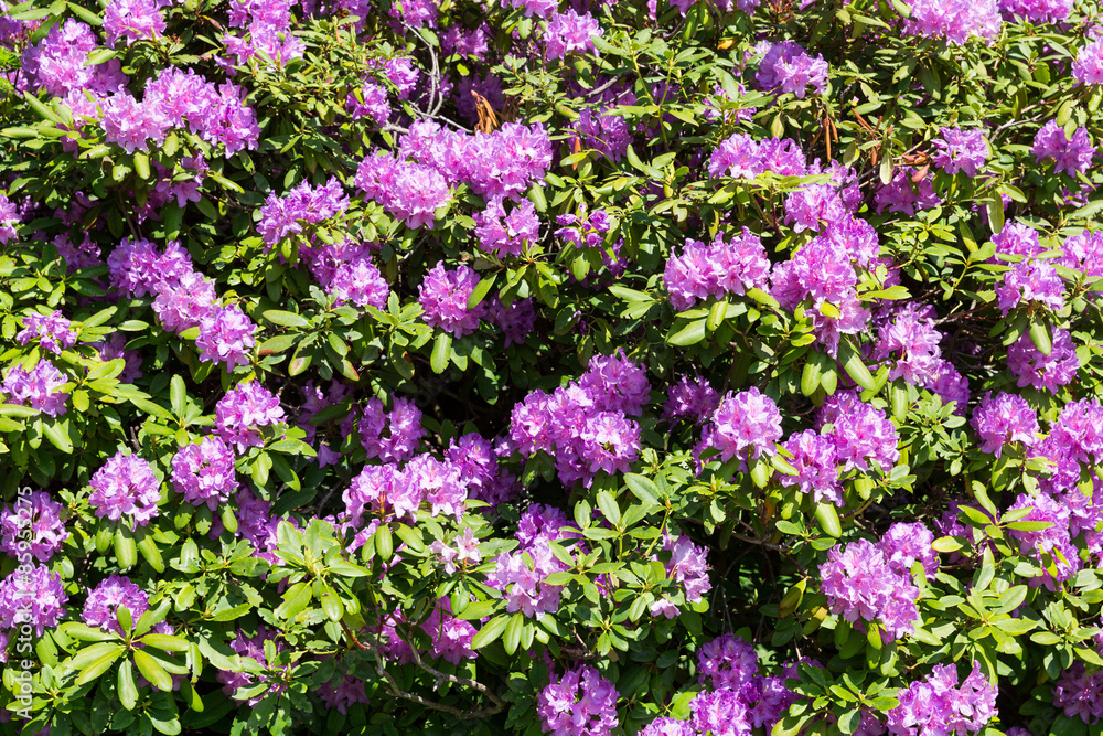 Violet flowers