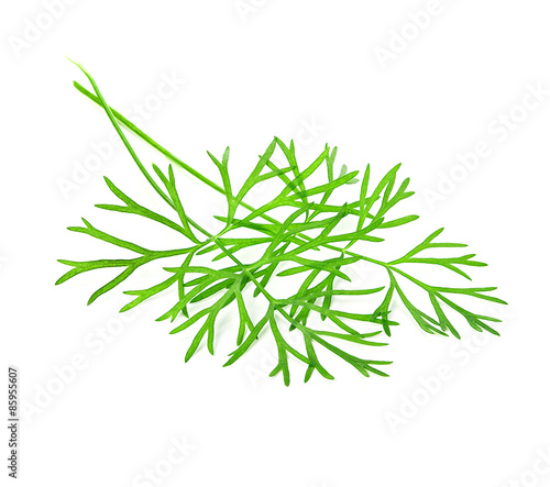 dill isolated on white background © yvdavid