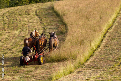 Fototapeta Naklejka Na Ścianę i Meble -  Heuernte zu Pferd