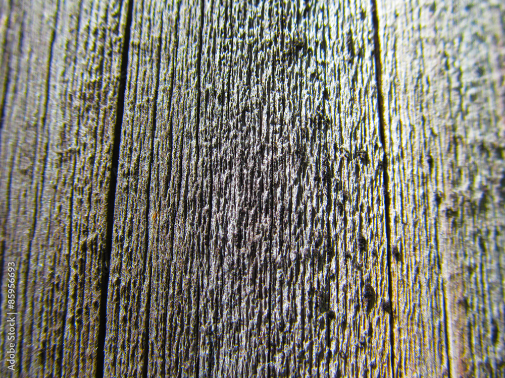 Obraz premium tree trunk