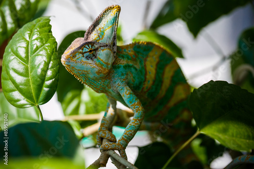 Yemen chameleon