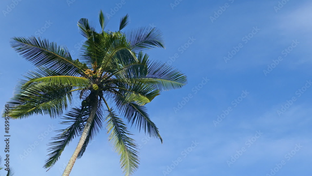 branches of coconut palm against blue sky
branches of coconut palm against blue sky