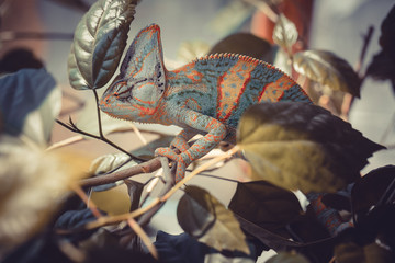 Handdoek met foto Kameleon Jemenkameleon met heldere strepen  © pirotehnik