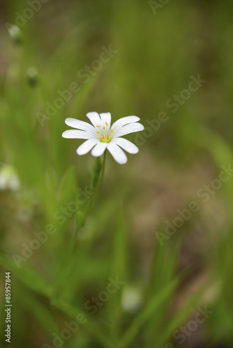 White flower growing on a meadow during springtime surrounded by green grass © janmiko
