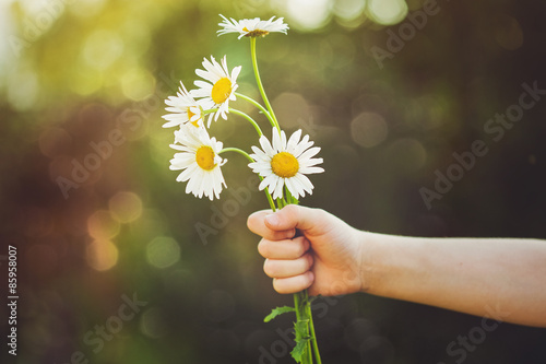 Child hand holding a flower daisy, toned photo.