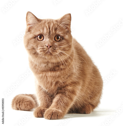 portrait of british kitten