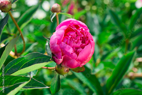 Wallpaper Mural Beautiful view of pink peony flower in the garden. Torontodigital.ca