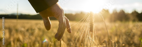 Man touching an ear of wheat at sunrise photo