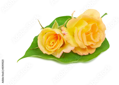 Flower of yellow roses