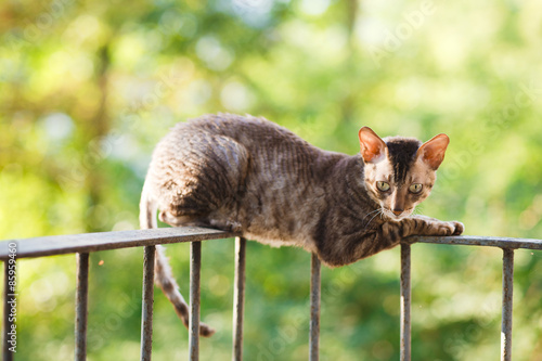 Photos Cornish rex gray cat