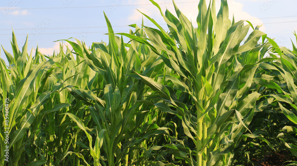 green, maturing corn green, maturing corn