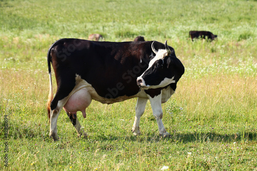 Fototapeta Naklejka Na Ścianę i Meble -  Herd of cows at field