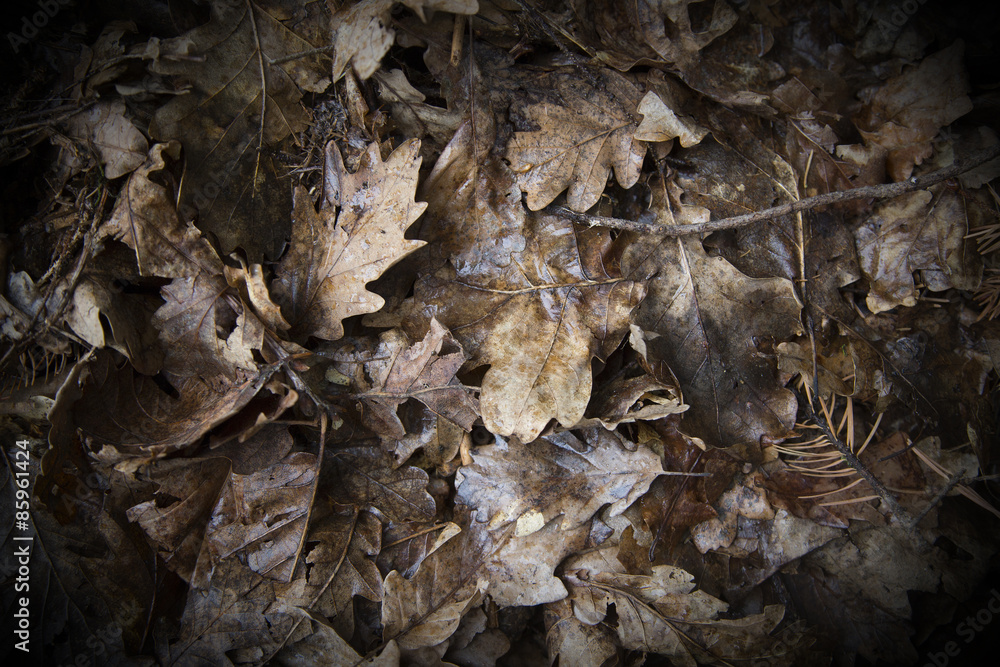 Leaves as a background Leaves as a background