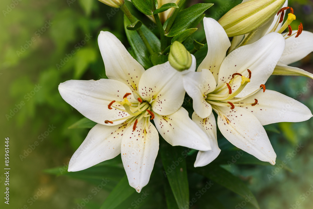 white lily field white lily field