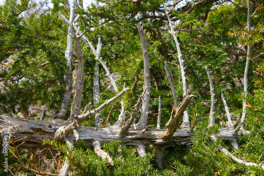 Obraz premium white Dead Yew trees at Yeongsil Trail