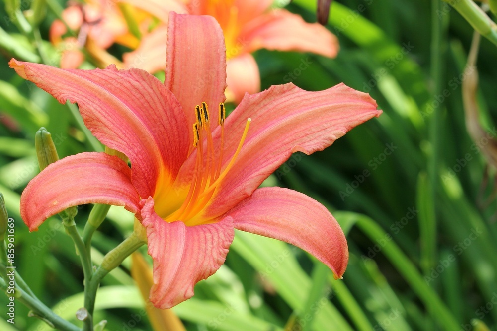 Daylily Daylily