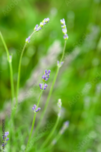 Fresh lavender 