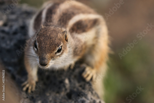 Fuerteventura squirrel © kupkup