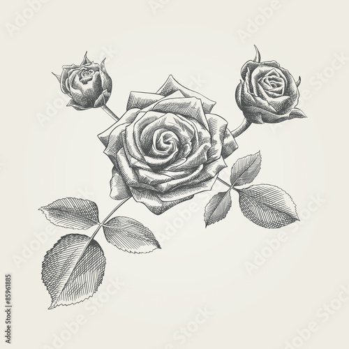 Hand drawn roses