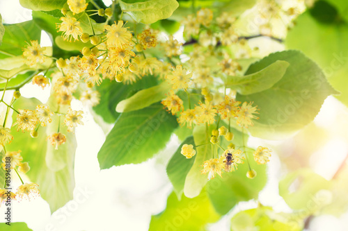 Dekoracja na wymiar  blooming-linden-lime-tree-in-bloom-with-bees-and-sunflare