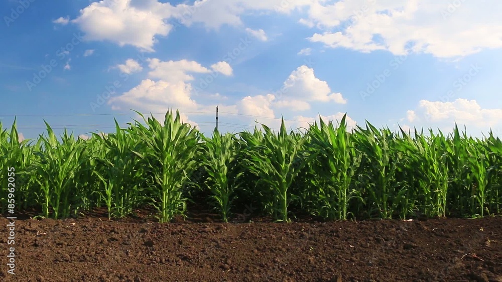 green, maturing corn green, maturing corn