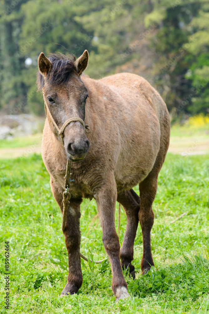 pony in a green field