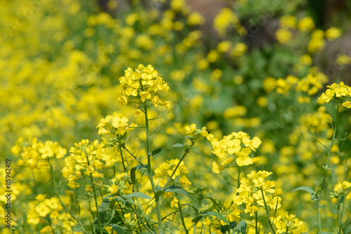 rape flowers in a farm field