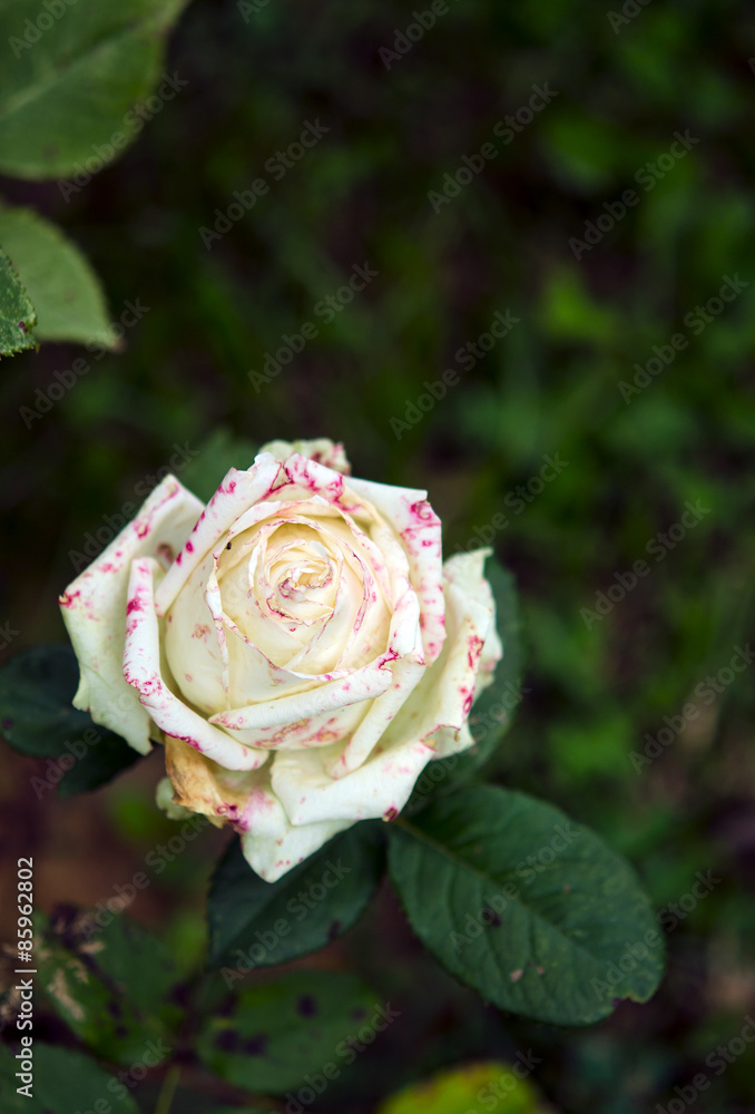 White beautiful rose 