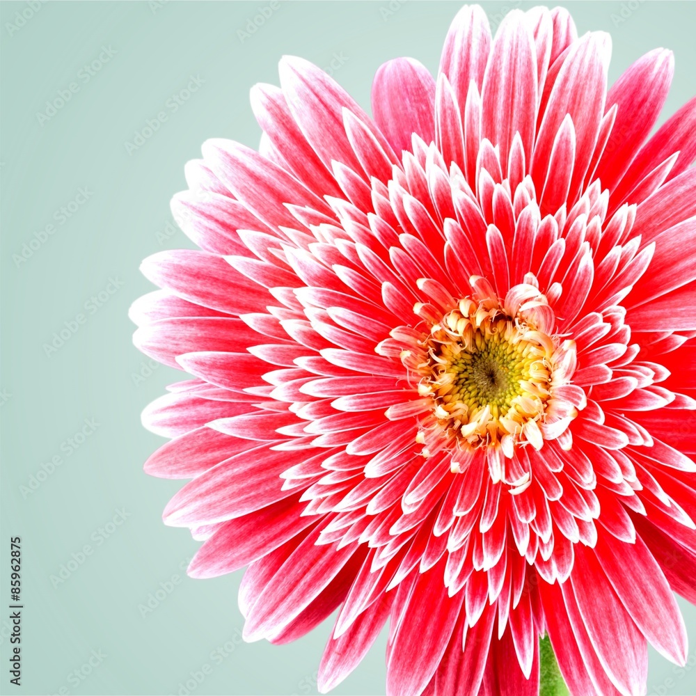 Gerbera Daisy, Single Flower, Pink.
