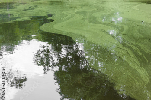 abstract green spawn on water